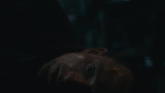 Dead Reset / PS5 / Playstation 5