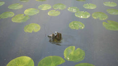 Bramble: The Mountain King - Nintendo Switch - GD Games 