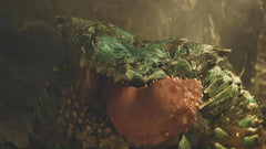 Monster Hunter Wilds / PS5 / Playstation 5 - GD Games
